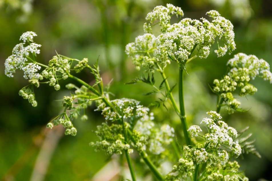 Posin Hemlock - Invasive weed management - PCA